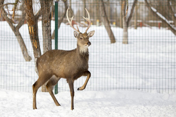 Naklejka na ściany i meble deer in the open-air cage in the winter