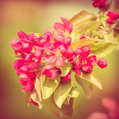 Instagram of red Paradise Apple flowers under the warm spring sun