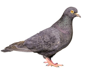 Isolated Gray Pigeon