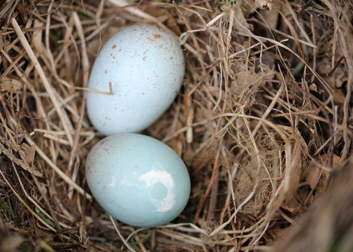 Schwarzdrosselgelege mit zwei Vogeleier