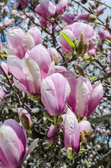 Pink Magnolia branch flowers, tree flowers, blue sky background.