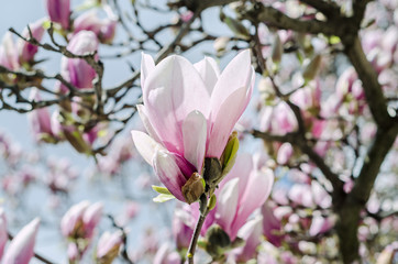 Pink Magnolia branch flowers, tree flowers, blue sky background.