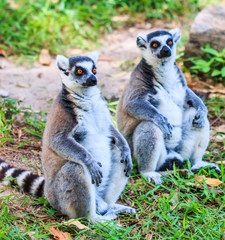 Obraz premium Ring-tailed lemur or Lemur catta