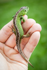 Lizard