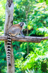 Ring-tailed lemur or Lemur catta