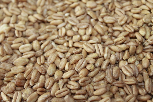 Grain Of Farro Raw