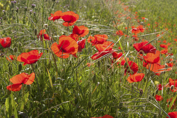 Obraz premium Coquelicots de l'île de Ré
