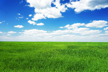 Obraz premium Lush grass field