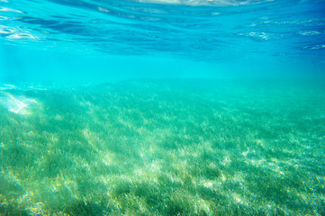 Fototapeta na wymiar Green grass underwater