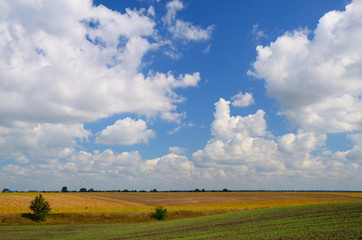 Farming fields during day