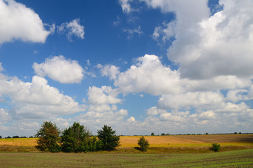 Fototapeta premium Farming fields during day