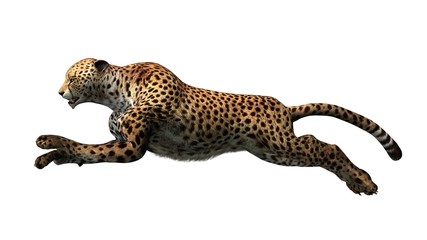 cheetah - isolated on white background - obrazy, fototapety, plakaty