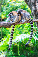 Ring-tailed lemur or Lemur catta © Photo Gallery