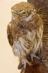pygmy owl taxidermy