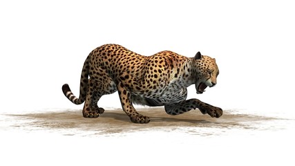 cheetah - isolated on white background