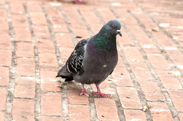 A pigeon
