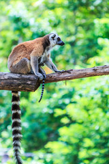 Ring-tailed lemur or Lemur catta