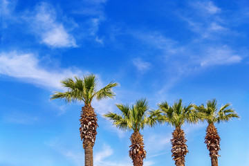 palm trees in summer