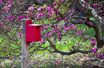A red birdhouse next to a blooming magnolia tree.