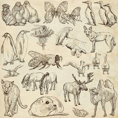 Animals - Freehand sketches on old paper