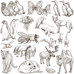 Animals - Freehand sketches on white