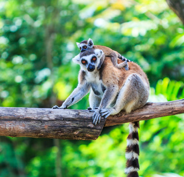 Ring-tailed lemur or Lemur catta