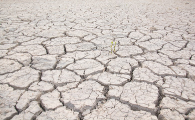 Dry land. Cracked ground background.