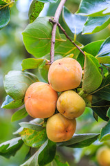 Persimmon tree with fruit