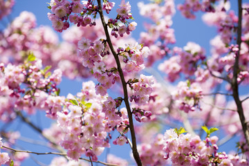 Sakura. Tree cherry on the garden.
