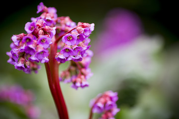 Obraz premium Flowers.