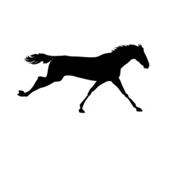 silhouette of a horse