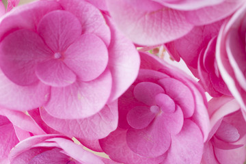 Obraz premium Pink flower.