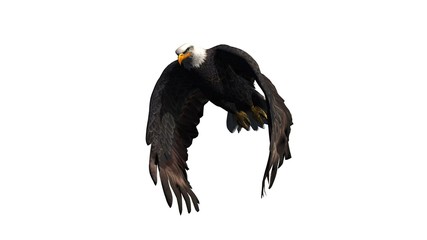 eagle - isolated on white background 