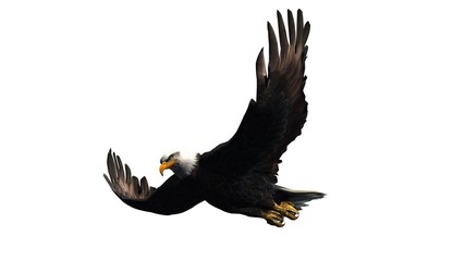 eagle - isolated on white background 
