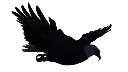 eagle - isolated on white background 