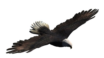 Obraz premium eagle - isolated on white background 