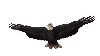 eagle - isolated on white background 