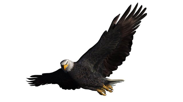 eagle - isolated on white background 