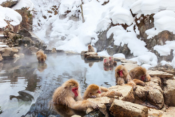 Obraz premium Snow Monkeys