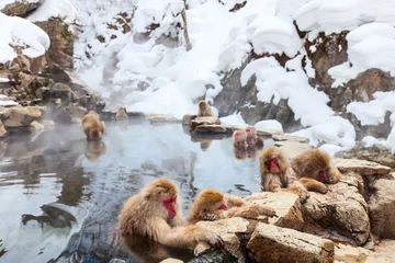 Papier Peint photo autocollant Singe Snow Monkeys