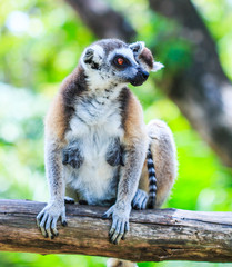Ring-tailed lemur or Lemur catta