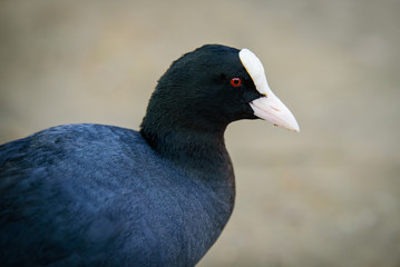 Eurasian coot portrait