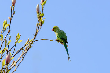 Green parakeet on magnolia branch