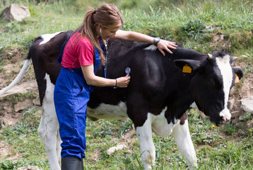 Veterinary on a farm
