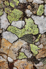 licheni, sorprendente mosaico