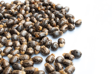 Castor oil seeds-ricinus communis