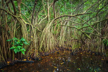 Mangrove trees growing in the water
