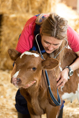 Veterinary on a farm - 83156091