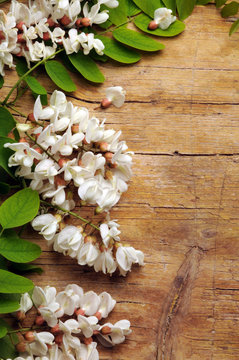 &Alpha;&kappa;&alpha;&kappa;ί&alpha; Acacia アカシア Akacja 金合欢 Akasya Акация طلح 