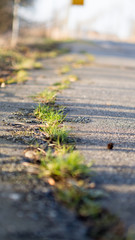 Riss mit Unkraut in einem Gehweg